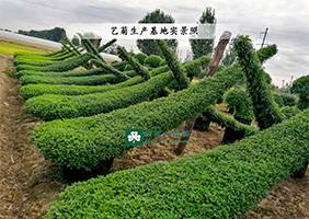 造型菊基地之菊花造型修繕